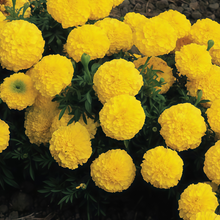 Yellow African Marigold Seeds