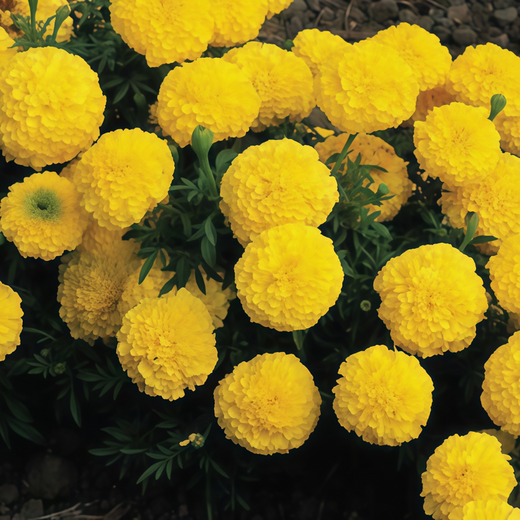 Yellow African Marigold Seeds