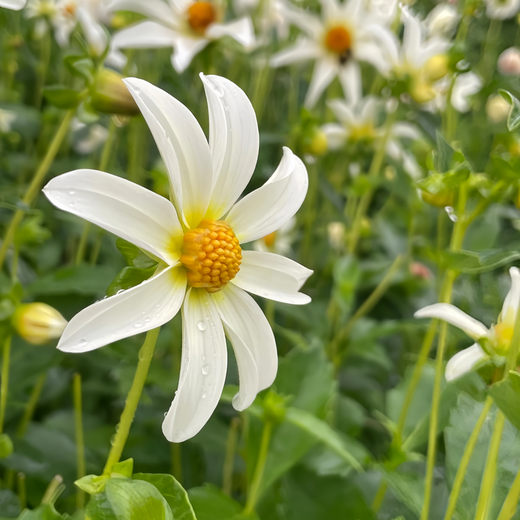 Dahlia Seeds - White