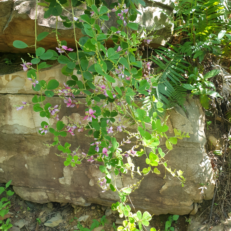 Bush Clover Seeds