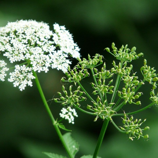 Saposhnikovia Seeds