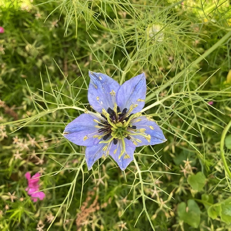 Light Purple Love in Seeds
