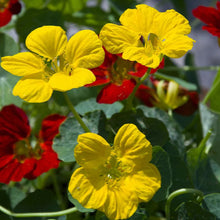 Nasturtium Seeds Beige