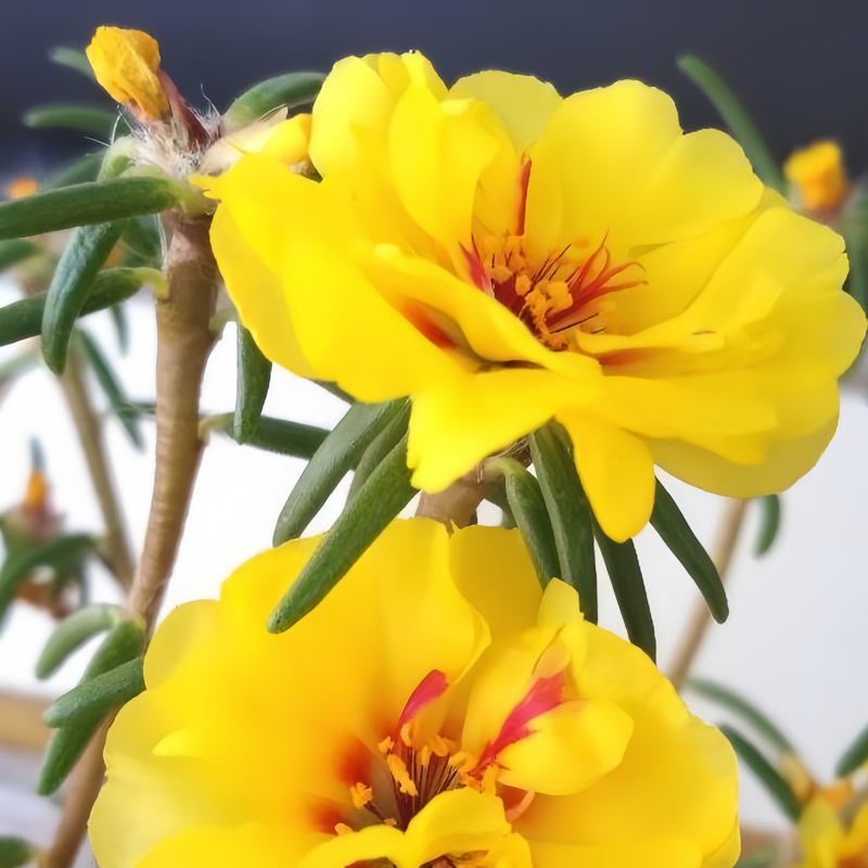 Moss Rose Seeds - Yellow