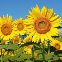 Mix Sunflower Seeds