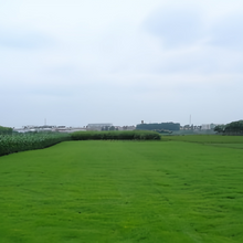 Nuglade Grass Seed