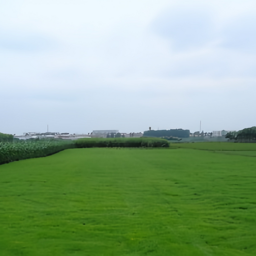 Nuglade Grass Seed