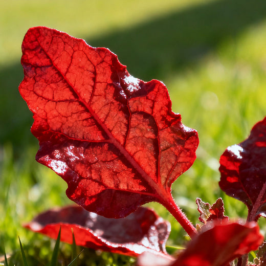 Red Atriplex Seeds