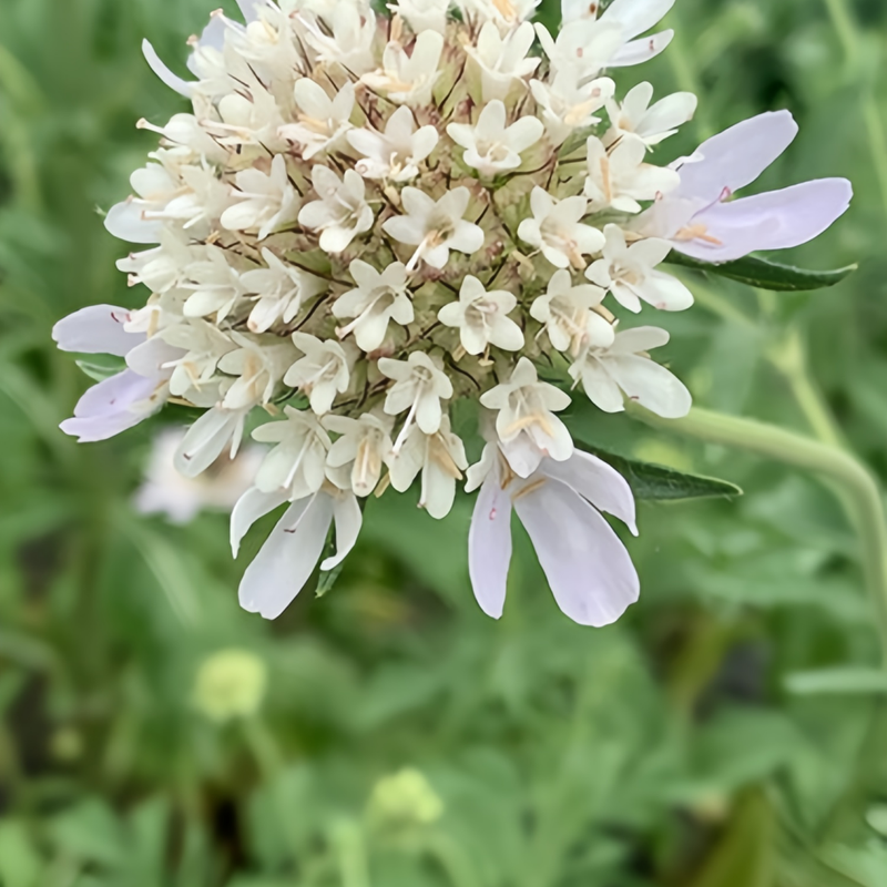 Scabiosa Atropurpurea Seeds Purple Pot Flower Green