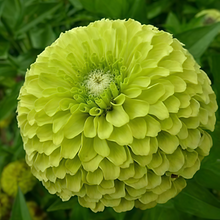 Green Zinnia Seeds