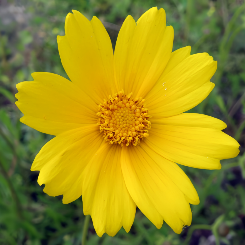 Lanceleaf Coreopsis Seeds - Yellow Single Petal