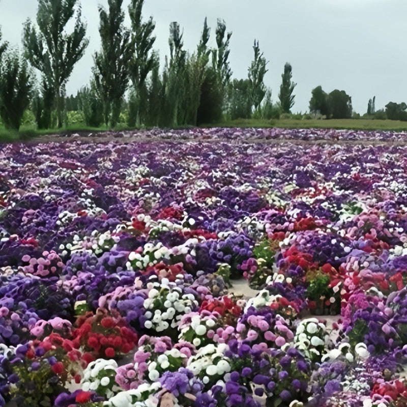 China Aster Seeds - Five Color Mix