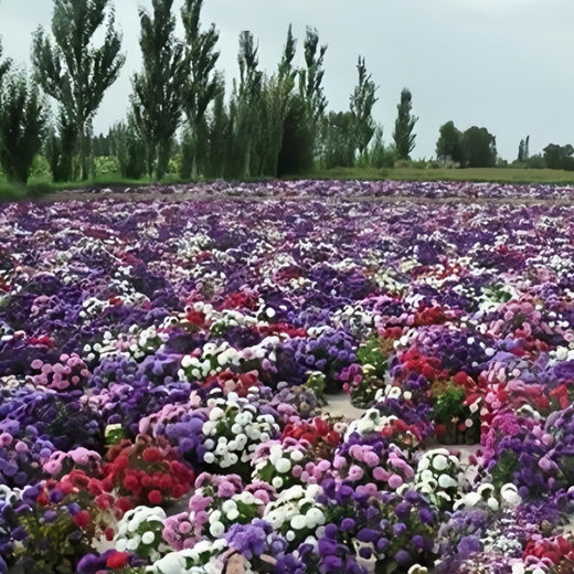 China Aster Seeds - Five Color Mix