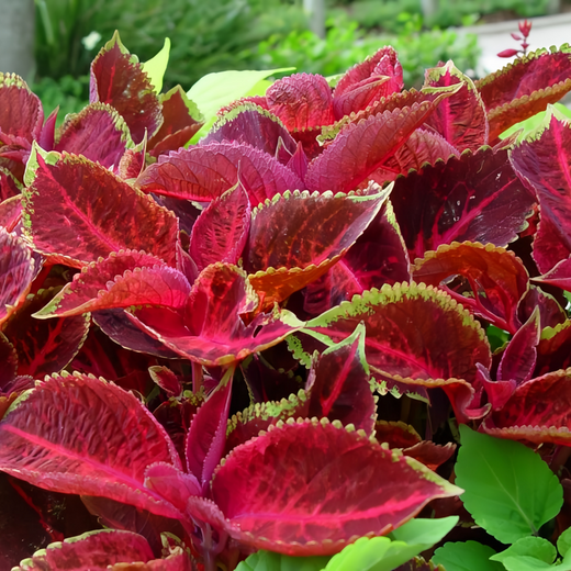 Coleus Seeds - Red Heart
