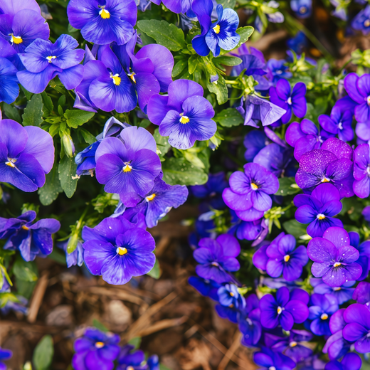 Pansy Seeds - Blue
