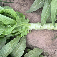 Garden Lettuce Seeds