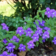 Browallia Seeds - Blue