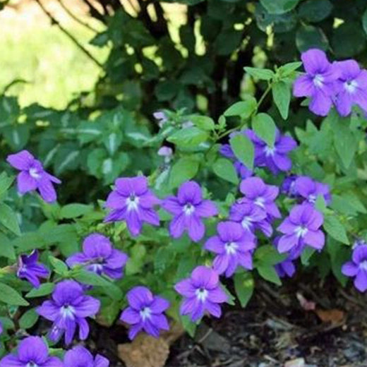 Browallia Seeds - Blue