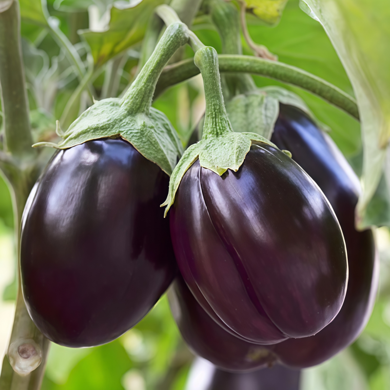 Purple Solanum Seeds