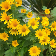 Heliopsis Seeds - Yellow