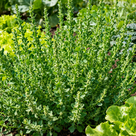 Green Atriplex Seeds
