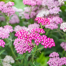 Yarrow Seeds - Pink