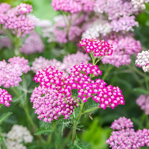 Yarrow Seeds - Pink