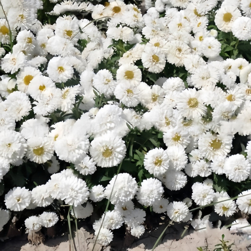 China Aster Seeds - White Dwarf
