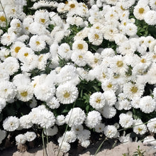 China Aster Seeds - White Dwarf