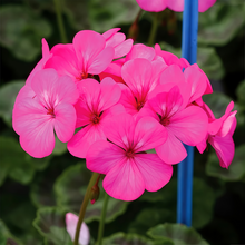 Pelargonium Seeds - Pink