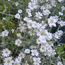 Cerastium Seeds - White
