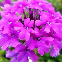 Purple Verbena Seeds