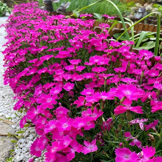 Rose Red Dianthus Seeds