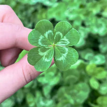 Four Leaf Clover Seeds