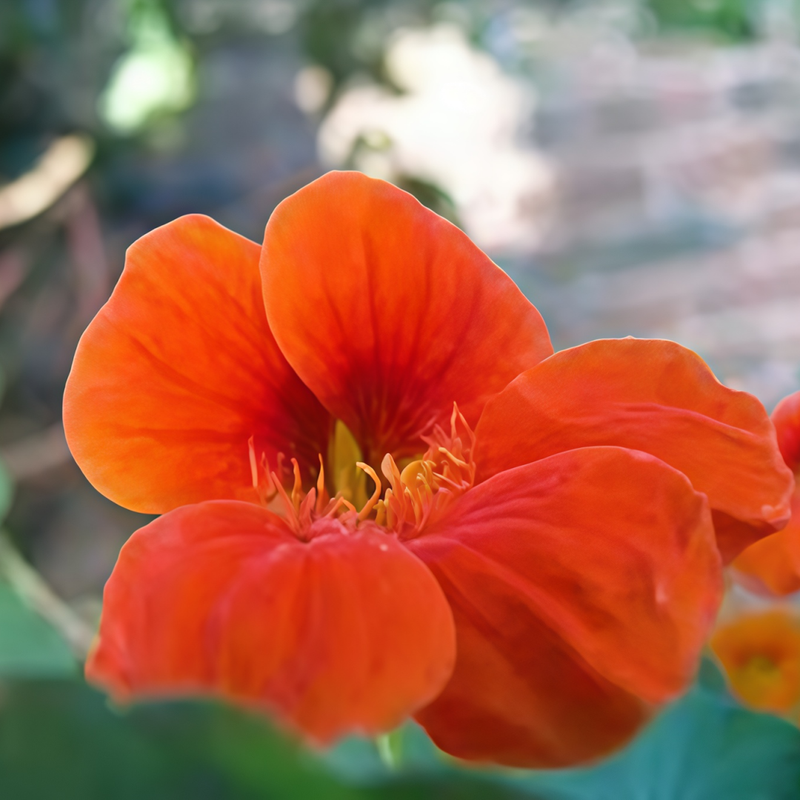 Orange Nasturtium Seeds