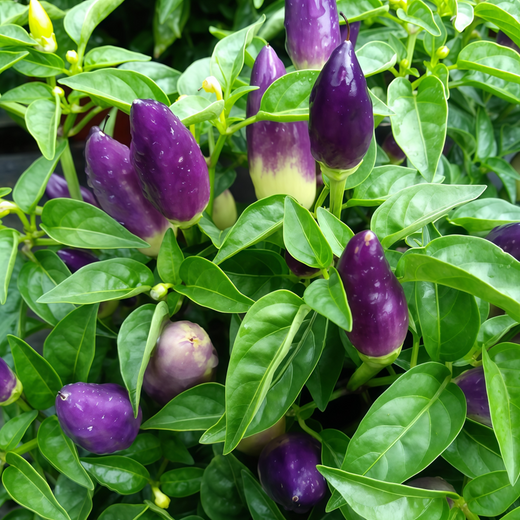 Amethyst Ornamental Pepper Seeds