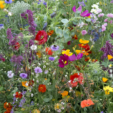 Multicolor Wildflower Mix