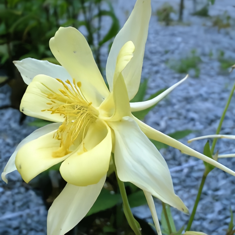 Yellow Columbine Seeds