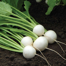 White Raphanus Sativus L. Var. Radicula Pers. Seeds