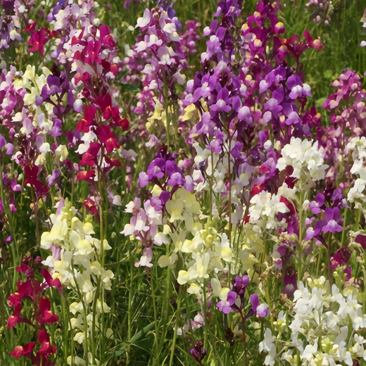 Linaria Seeds - Mix