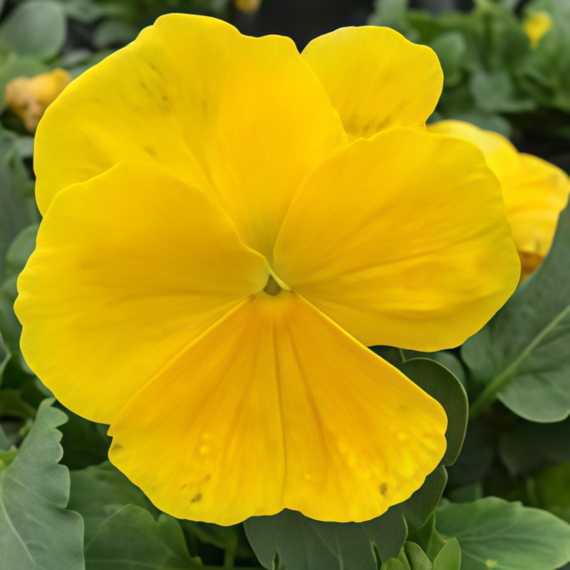 Pansy Seeds - Pure Yellow