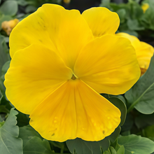 Pansy Seeds - Pure Yellow