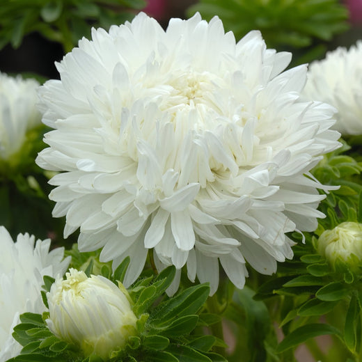 China Aster Seeds - White