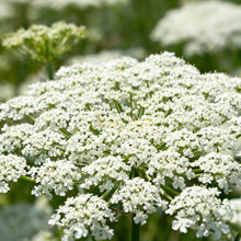 White Toothpick Plant Seeds