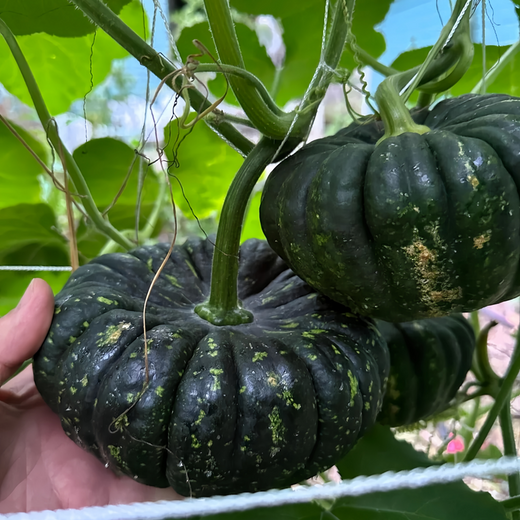 Golden Boy Squash Seeds