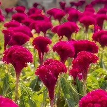 Red Celosia Seeds