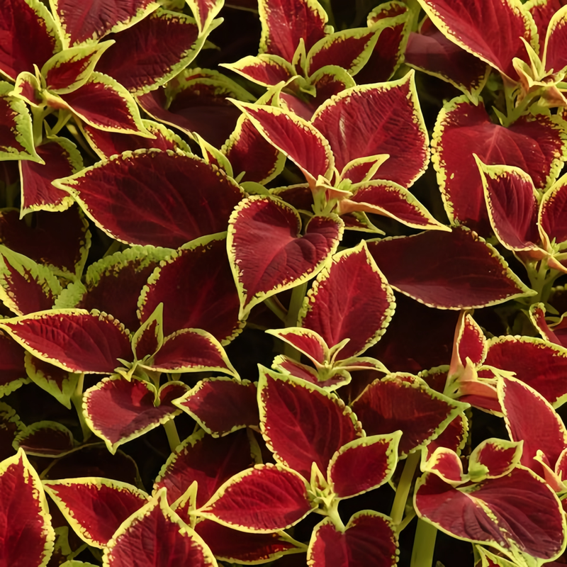 Coleus Seeds - Red Leaves With Yellow Edges