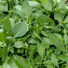 Catnip Seeds