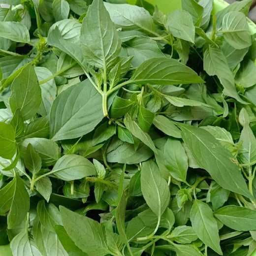 Catnip Seeds