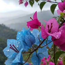 Blue Bougainvillea Seeds